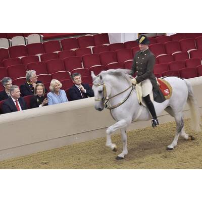 Herzogin Camilla bei den Lipizzanern