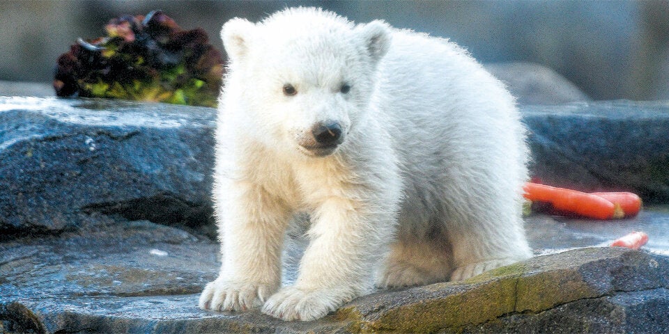 Eisbären-Baby Schönbrunn Eisbär Baby