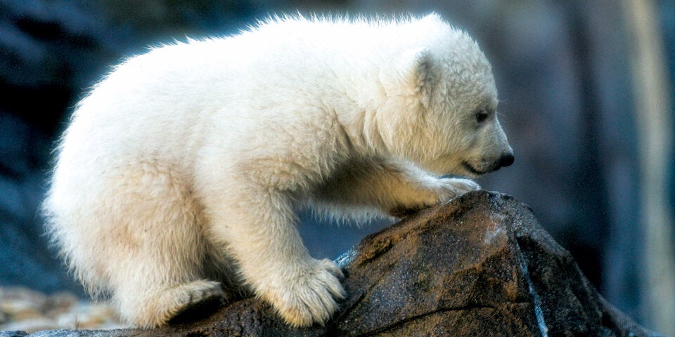 Eisbären-Baby Schönbrunn Eisbär Baby