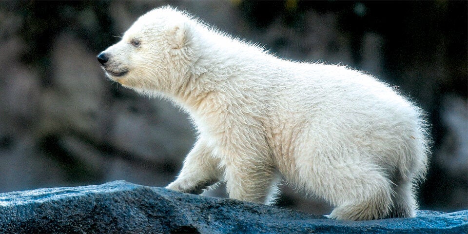 Eisbären-Baby Schönbrunn Eisbär Baby