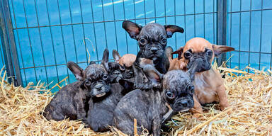 Welpenmafia verkauft Tiere &uuml;ber Instagram