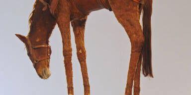 Wieso hängt hier ein Pferd vom Plafond?
