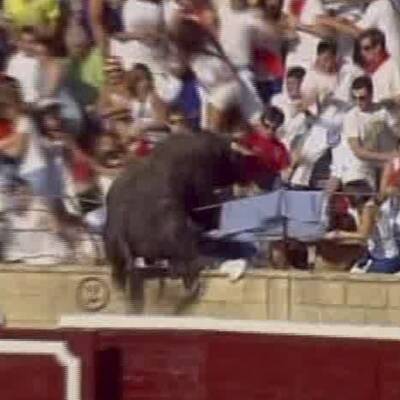 Stier stürmt Tribüne