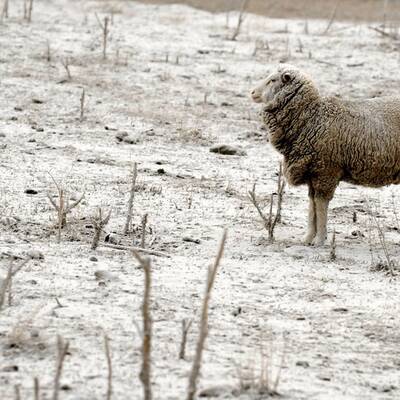 Vulkan Puyhue: Asche liegt hoch wie Schnee im Winter