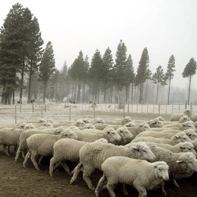 Vulkan Puyhue: Asche liegt hoch wie Schnee im Winter