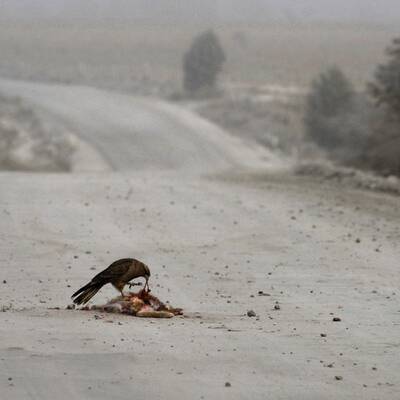 Vulkan Puyhue: Asche liegt hoch wie Schnee im Winter