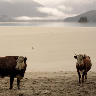 Vulkan Puyhue: Asche liegt hoch wie Schnee im Winter