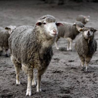 Vulkan Puyhue: Asche liegt hoch wie Schnee im Winter