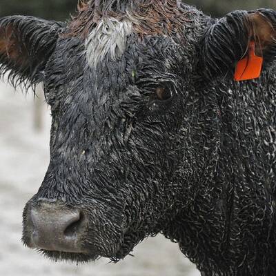 Vulkan Puyhue: Asche liegt hoch wie Schnee im Winter