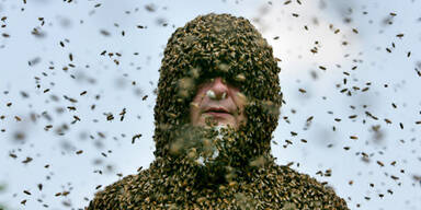 AP_weltrekord_bienen