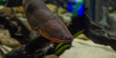 Zitteraal liefert Strom f&uuml;r Weihnachtsbeleuchtung