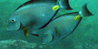 Monrovia Doctorfish