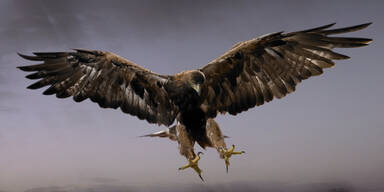 Adler attackierte Joggerin (23) in Melk | Kellnerin durch Raubvogel verletzt