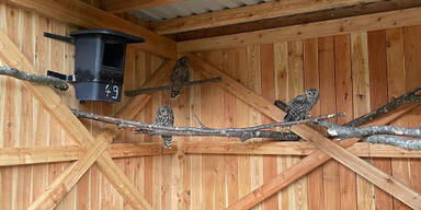 Alpenzoo wildert drei Habichtkäuze aus
