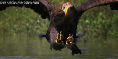 Adler