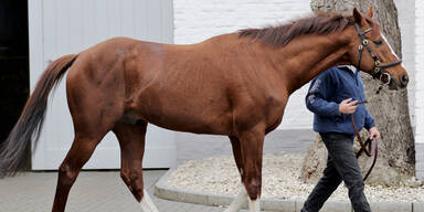 Teuerster Hengst starb 60 Minuten nach dem Sex