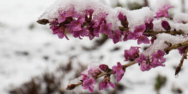 Winterbl&uuml;her: Diese Geh&ouml;lze sorgen schon jetzt f&uuml;r Fr&uuml;hlingsgef&uuml;hle