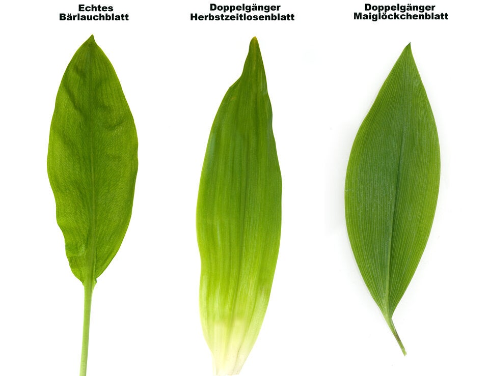 Tödliche Verwechslungsgefahr: So unterscheiden Sie Bärlauch von Giftpflanzen