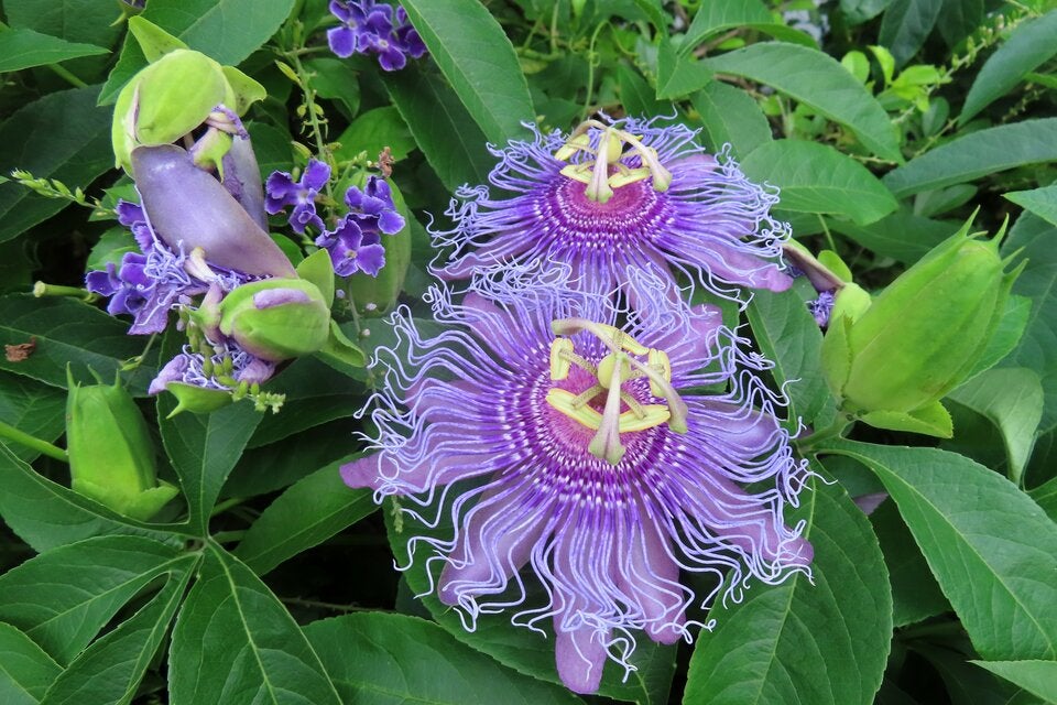 Liebesbotschaften: Die süße Bedeutung hinter den Valentinstagsblumen