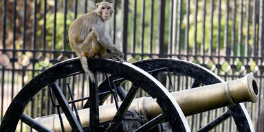 Affenplage in Neu-Dehli au&szlig;er Kontrolle