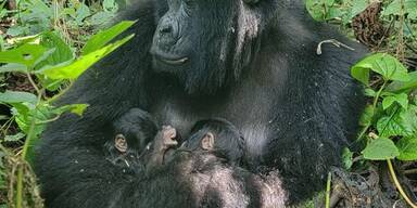 Seltener Nachwuchs im Virunga-Park: Berggorilla-Zwillinge im Kongo geboren