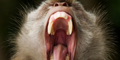 Japanischer Wildaffe attackiert Menschen