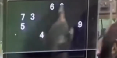 NewScientist/youtube