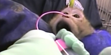 AffeTierversuche (2).png