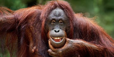 Corona: In San Diego werden schon Affen geimpft