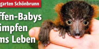 Affen-Babys kämpfen ums Überleben