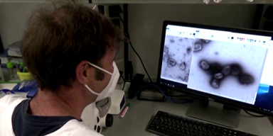 Affenpocken tödlicher als gedacht spq.png