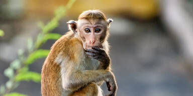 Erster Mensch stirbt an t&ouml;dlichem Affen-B-Virus