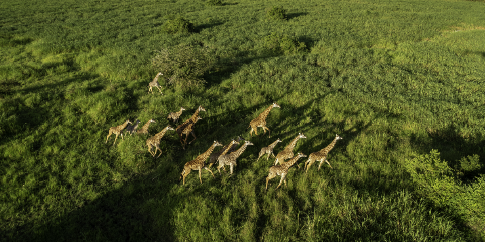 Grünes Paradies in Afrika