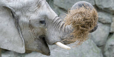 300 Tonnen Heu: Tiergarten Sch&ouml;nbrunn mit XXL-Futterbilanz