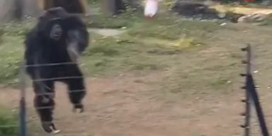 Schimpanse in Zoo gequ&auml;lt &ndash; So r&auml;cht er sich!