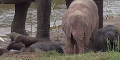 Rosa Albino-Elefant in Nationalpark gesichtet