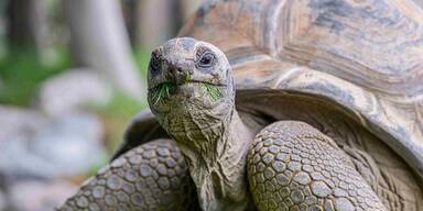 Haus des Meeres gibt Riesenschildkröten weg