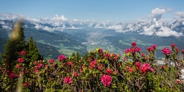 Almrosen mit Blick ins Inntal