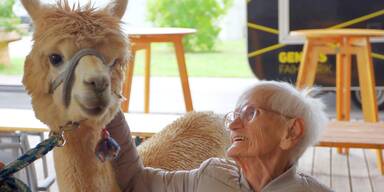 Drei Alpakas besuchen ein Pflegezentrum