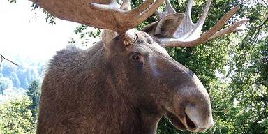 Da steppt der B&auml;r: der Alpenzoo wird 50