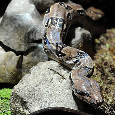 Neues Heim für Boa Amanda