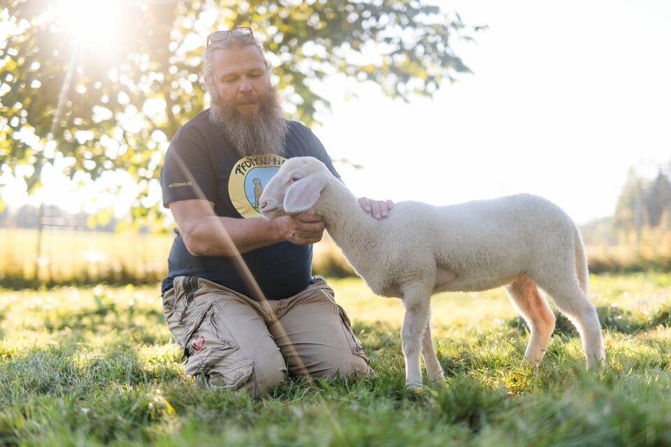 Lammborghini Schaf Pfotenhilfe