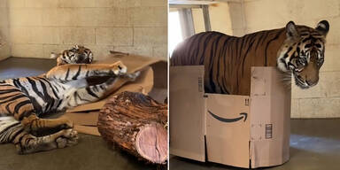 TikTok geht viral: Tiger bekommt Amazon-Karton und wird zur Spielkatze