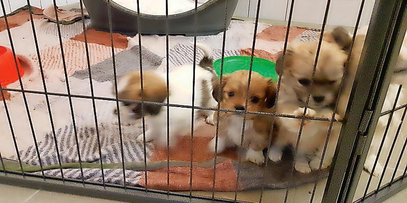 An Österreich-Grenze: 17 Hunde-Welpen vor Tiermafia gerettet