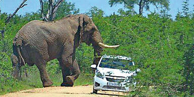 &Ouml;sterreicher starb bei Gro&szlig;tier-Attacke auf Safari