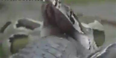 Riesen-Anakonda verschlingt ganzes Krokodil