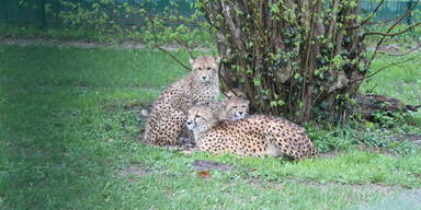 Geparden Ginger Salzburg Zoo