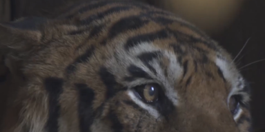 Argentinien Tiger.PNG