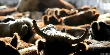 Argentiniens Fleischpreise explodieren