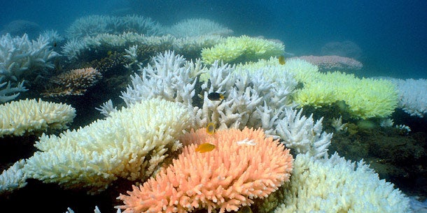 Great Barrier Reef / Korallenriff